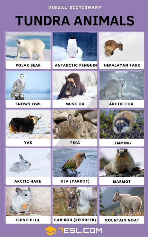 Arctic Tundra Animals List