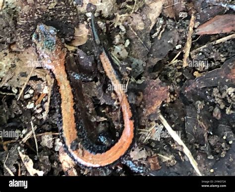 Eastern Red-backed Salamander (Plethodon cinereus Stock Photo - Alamy