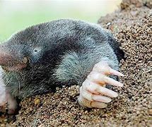 Image result for mole