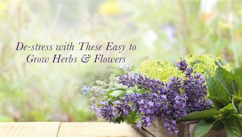 Destress With These Easy To Grow Herbs And Flowers - Kama Ayurveda