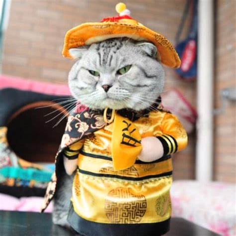 Hilarious Cat Costumes