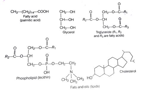 Simple Lipid Structure