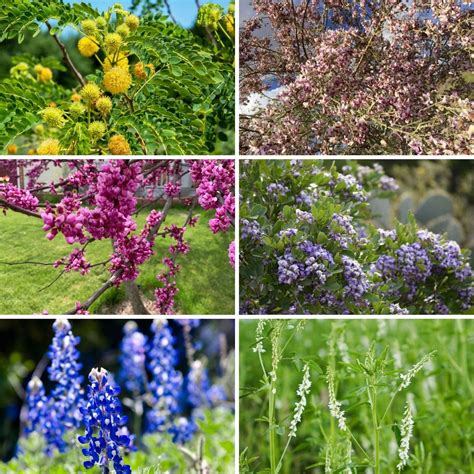 Greedy Gardeners: Which Plants Need Lots Of Nitrogen?