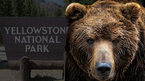 The Largest Yellowstone Grizzly Bear on Record - A-Z Animals