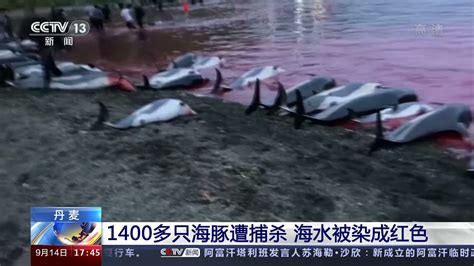 [新闻直播间]丹麦 1400多只海豚遭捕杀 海水被染成红色|新闻来了 News Daily - YouTube