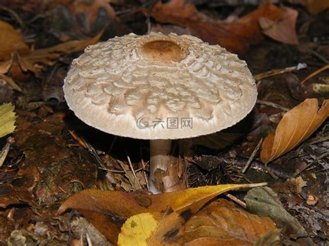 巨型马勃菌真菌 库存图片. 图片 包括有 蘑菇, 巨型, 真菌, 食物, 自然, 工厂, 可食, 极大 - 152477299