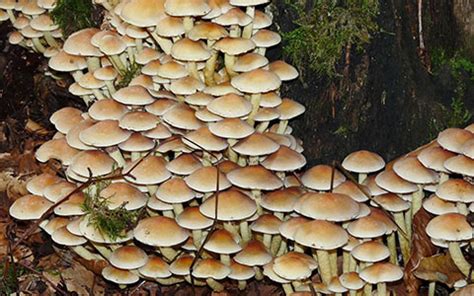 Image result for What Causes Tree Rot