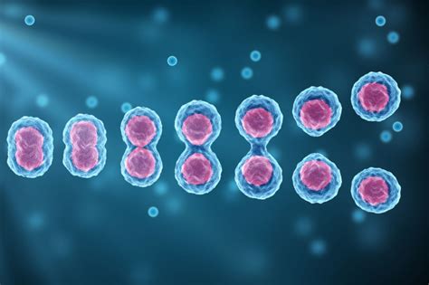 Image result for Cell Over Replication