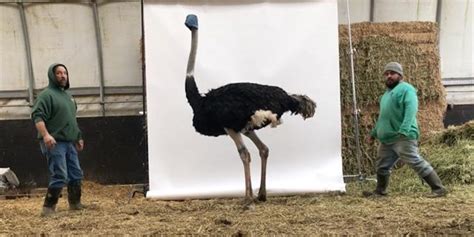 Ostrich Size