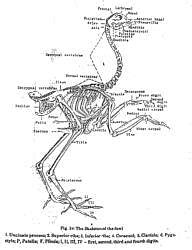 Musculo-Skeletal System of Fowls - Animal Husbandry and Veterinary ...