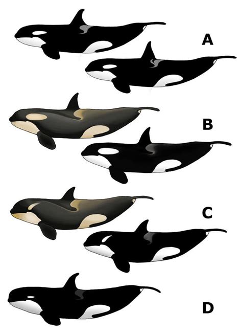Image result for Dolphin Partner Optimization Algorithm