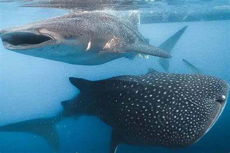 2025 Whale Shark Swimming Adventure in Sumbawa (Sumbawa Besar) - with ...