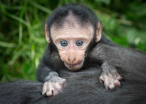 小猴子 库存照片. 图片 包括有 危及, 单独的, 通配, 长毛, 子项, 敌意, 黑猩猩, 食物, 本质 - 23550888