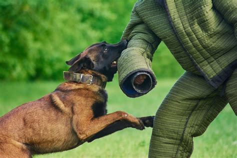 K9 Dogs Training