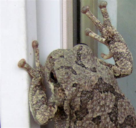 Image result for Many Tree Frogs