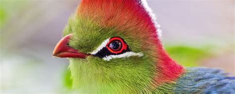 Download wallpaper 2560x1024 fischer's turaco, bird, beak, blur ...