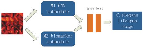 Estimation of Caenorhabditis Elegans Lifespan Stages Using a Dual-Path Network Combining ...