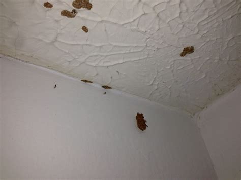 Termites In Ceiling Drywall