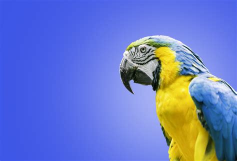 Parrots, Ara (genus), Beak, HD Wallpaper | Rare Gallery