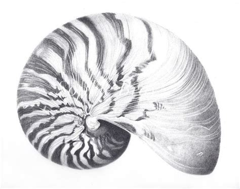 Image result for Shell Drawing Kit
