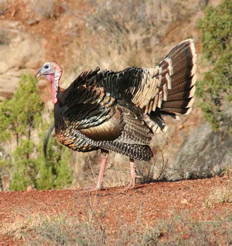 Texas turkey hunting seasons set to begin across much of state