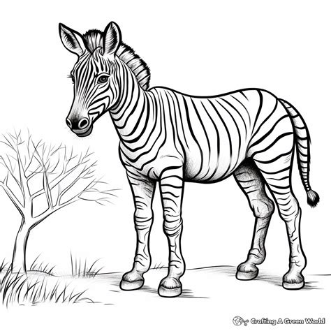 Zebra Coloring Pages - Free & Printable!