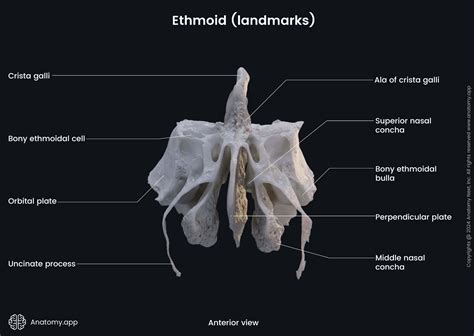Ethmoid bone | Anatomy.app