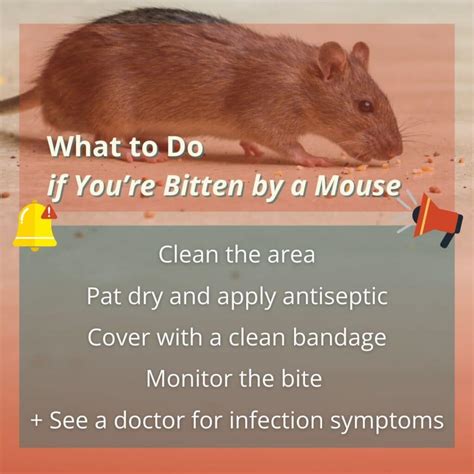 What To Do After A Mouse Bites You: Risks and Next Steps | Inside & Out ...