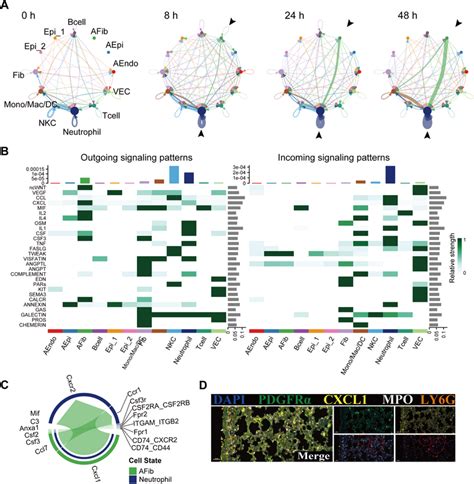 Cell-Cell Interaction 的图像结果