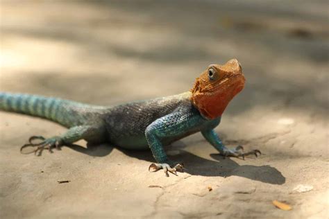 45 Different Types of Lizards in Texas (With Pictures)