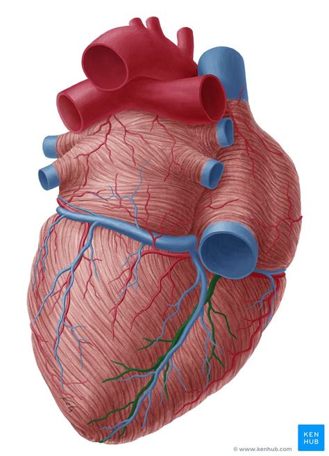 Posterior interventricular artery: Anatomy and supply | Kenhub