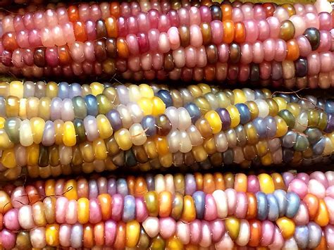 This all-natural native corn is bejeweled with brilliantly colorful kernels