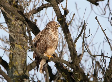 Hawks In New Jersey: 8 Must-See Species In This State