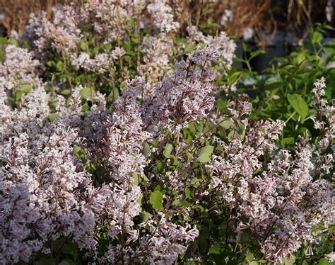 Miss Kim Lilac - Kiwi Nurseries