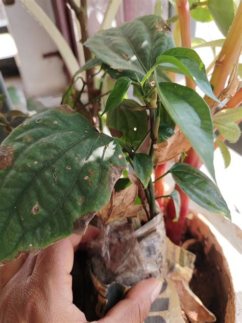 Clock Vine Live Flower Plant | Pink or Red | Fast Growing | Healthy ...