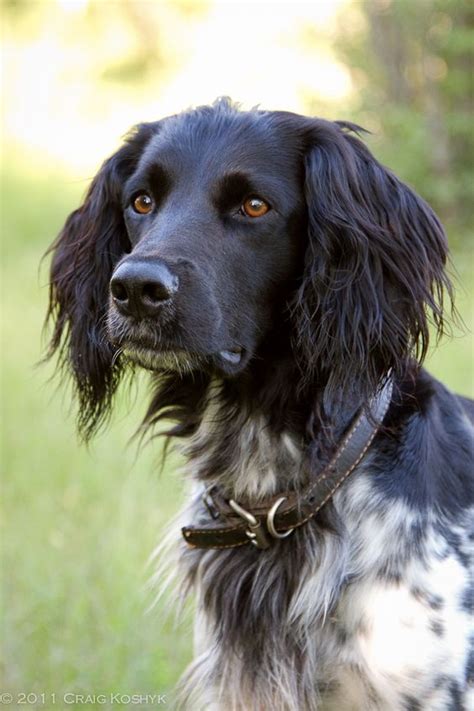 Sporting Dogs 的图像结果