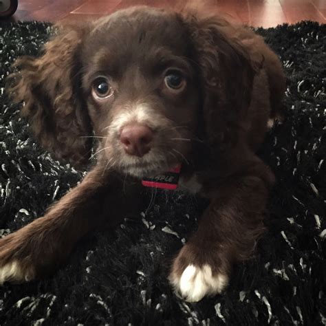 Image result for Cockapoo Cocker Spaniel and Poodle Mix