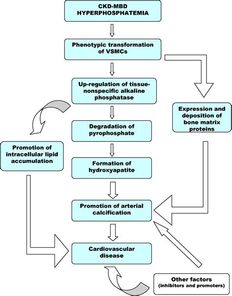 Bone Alkaline Phosphatase in CKD–Mineral Bone Disorder - American ...