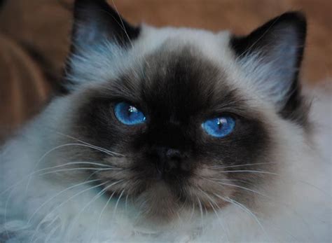 Image result for Ragdoll Engine GUI Script
