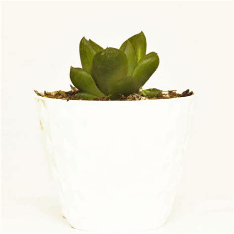 Succulents for Sale Online | Mainaam Garden