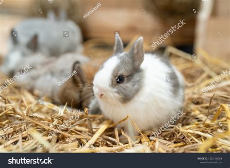 1,415 Netherland Dwarf Rabbits Images, Stock Photos & Vectors ...