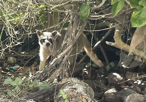 Cozumel Raccoons - Nature Conscious Tourism Initiative