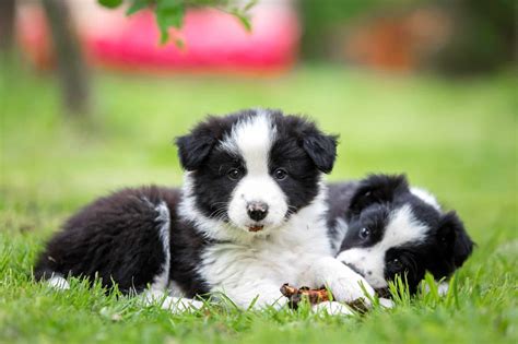 10 Best Border Collie Breeders (2026): Our Top 10 Picks!