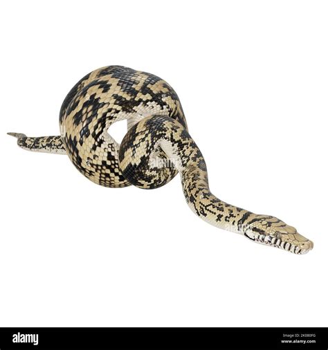 Image result for Biggest Scrub Python