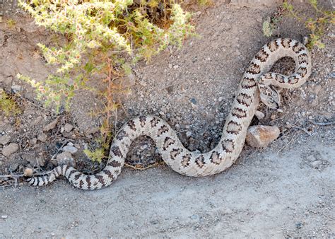 Common Snakes Of Utah