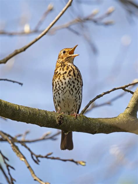 https://base-prod.rspb-prod.magnolia-platform.com/.imaging/focalpoint/_WIDTH_x_HEIGHT_/dam/jcr%3Ab5179b4e-6758-4ffd-b7d4-e92915304786/2196626.jpg