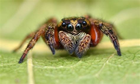 Jumping-spider