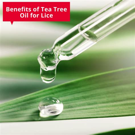 Benefits of Tea Tree Oil for Lice - Fairy Tales Hair Care