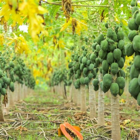 K R Developers - Welcome to Your Green Investment Destination