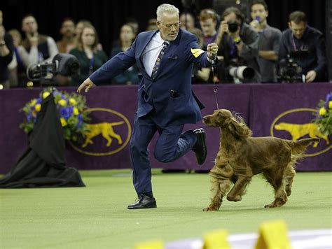 2019 Westminster Dog Show Best In Show final - masslive.com